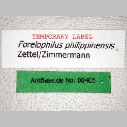 Forelophilus philippinensis intermediate Zettel, 2007 label