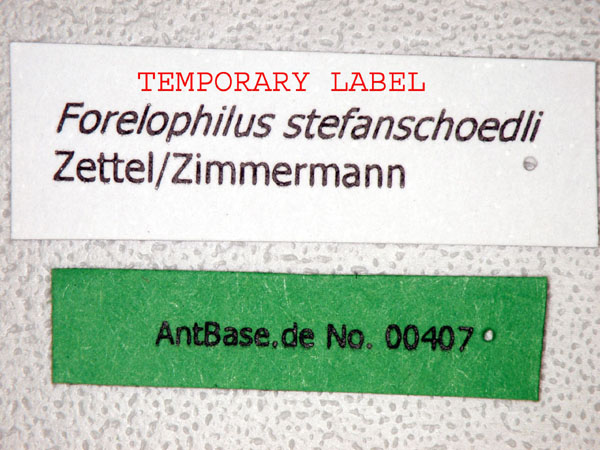 Forelophilus stefanschoedli major label