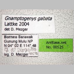 Gnamptogenys gabata Lattke, 2004 label