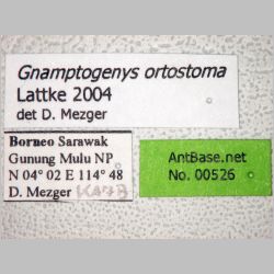 Gnamptogenys ortostoma Lattke, 2004 label