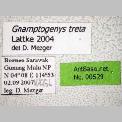 Gnamptogenys treta Lattke, 2004 label