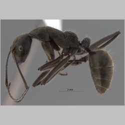 Camponotus auriventris Emery, 1889 lateral
