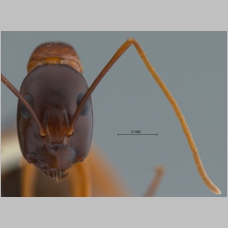 Camponotus festinus Smith, 1857 frontal