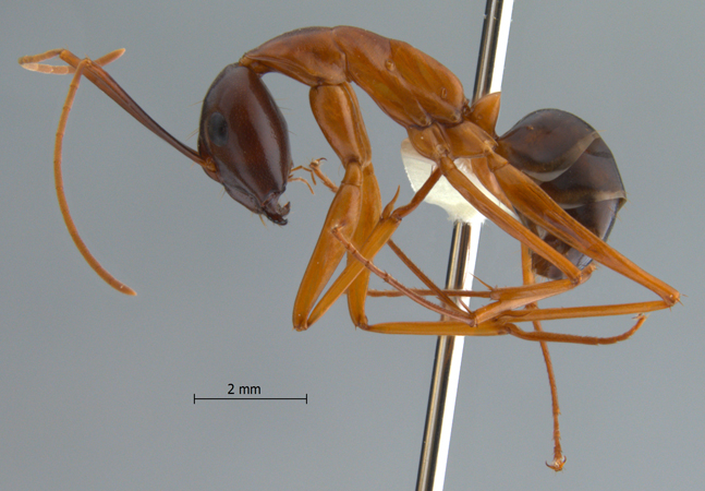 Camponotus festinus lateral
