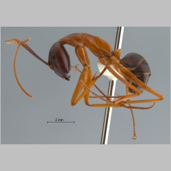 Camponotus festinus Smith, 1857 lateral