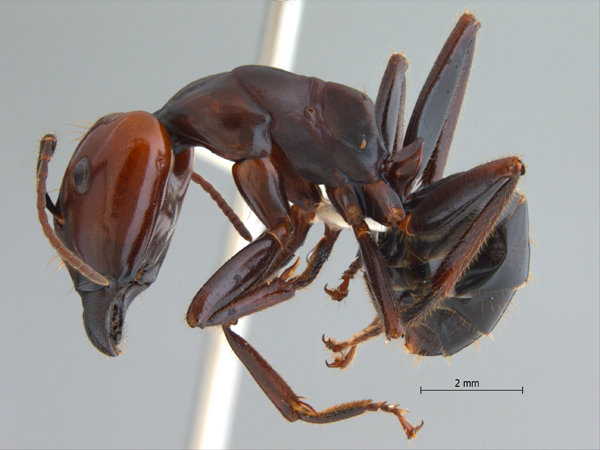 Camponotus gilviceps major lateral