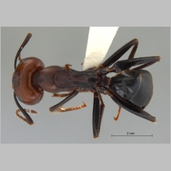 Camponotus gilviceps minor Roger, 1857 dorsal