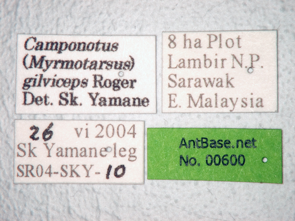 Camponotus gilviceps minor label