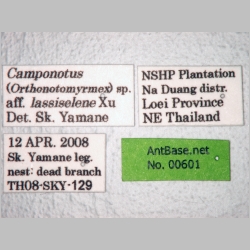 Camponotus lasiselene Wang & Wu, 1994 label