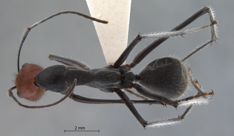Camponotus singularis dorsal