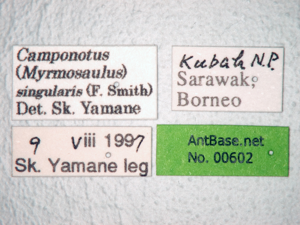 Camponotus singularis label
