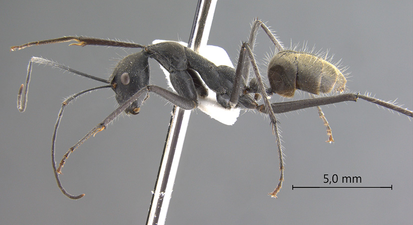 Camponotus camelinus lateral