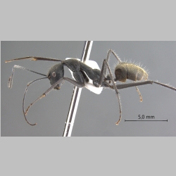 Camponotus camelinus Smith, 1857 lateral