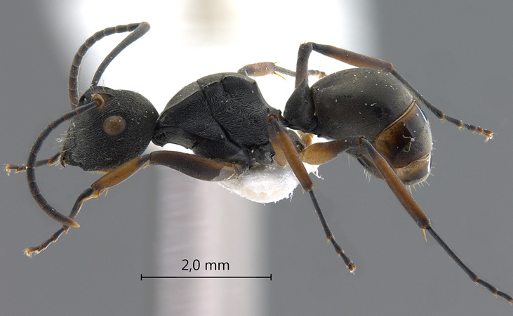 Polyrhachis inermis lateral