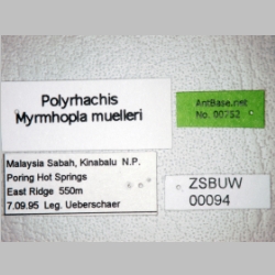 Polyrhachis muelleri Forel, 1893 label
