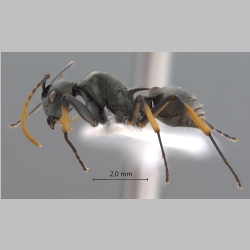 Polyrhachis tibialis Smith, 1858 lateral