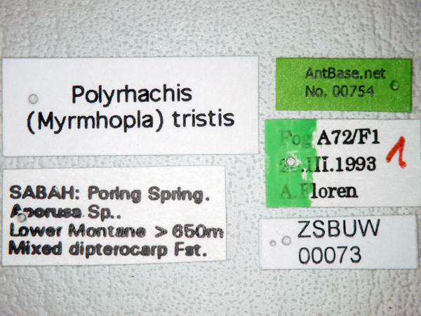 Polyrhachis tristis label