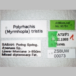 Polyrhachis tristis Mayr, 1867 label