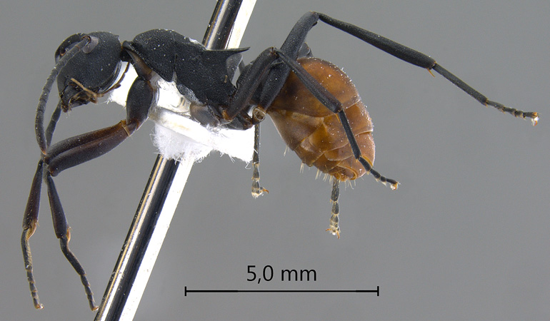 Polyrhachis tristis lateral