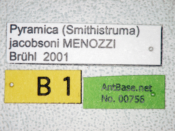 Pyramica jacobsoni label