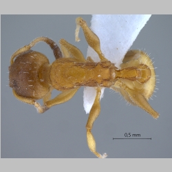 Temnothorax unifasciatus Latreille, 1798 dorsal