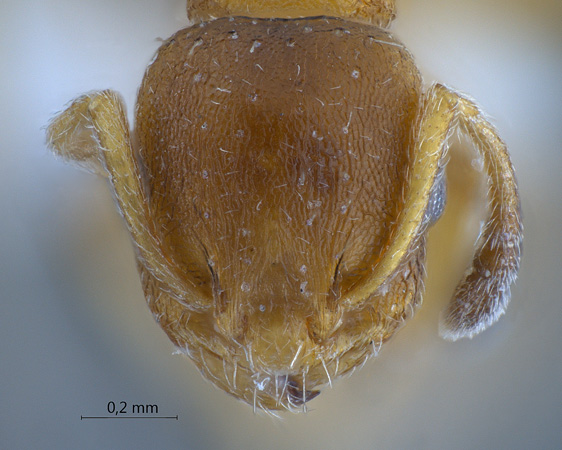 Temnothorax unifasciatus frontal