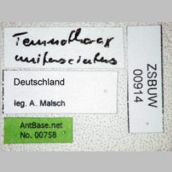 Temnothorax unifasciatus Latreille, 1798 label