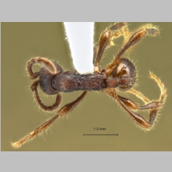 Aenictus kutai Jaitrong & Wiwatwitaya, 2013 dorsal