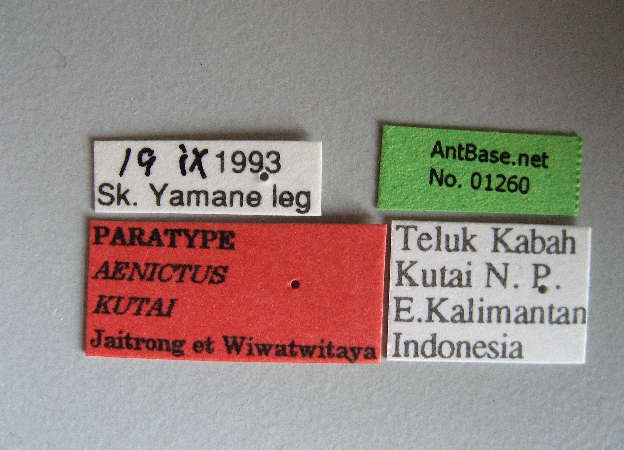 Aenictus kutai label