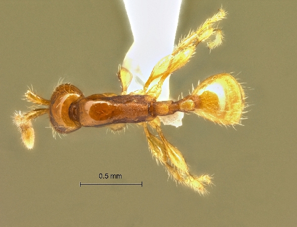 Aenictus longinodus dorsal