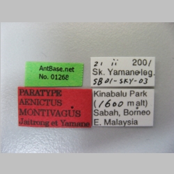 Aenictus montivagus Jaitrong & Yamane, 2013 label