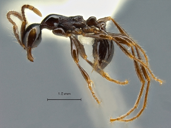 Aenictus montivagus lateral