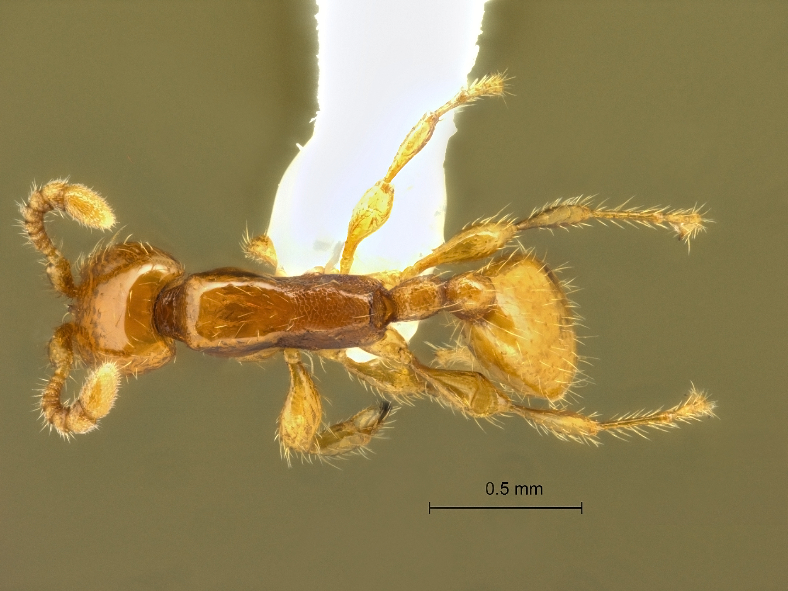 Aenictus nishimurai dorsal