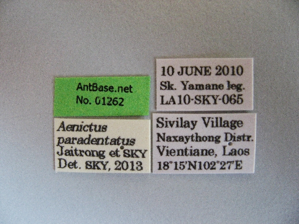 Aenictus paradentatus label