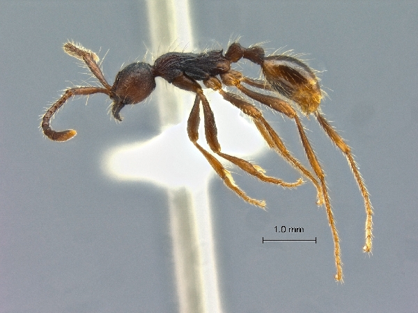 Aenictus paradentatus lateral