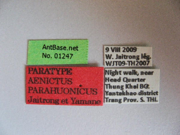 Aenictus parahuonicus label