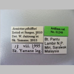 Aenictus pfeiffer Zettel & Sorger, 2010 label