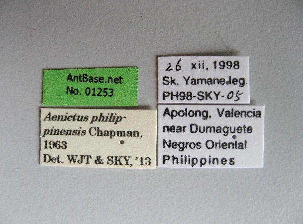 Aenictus philip pinensis label