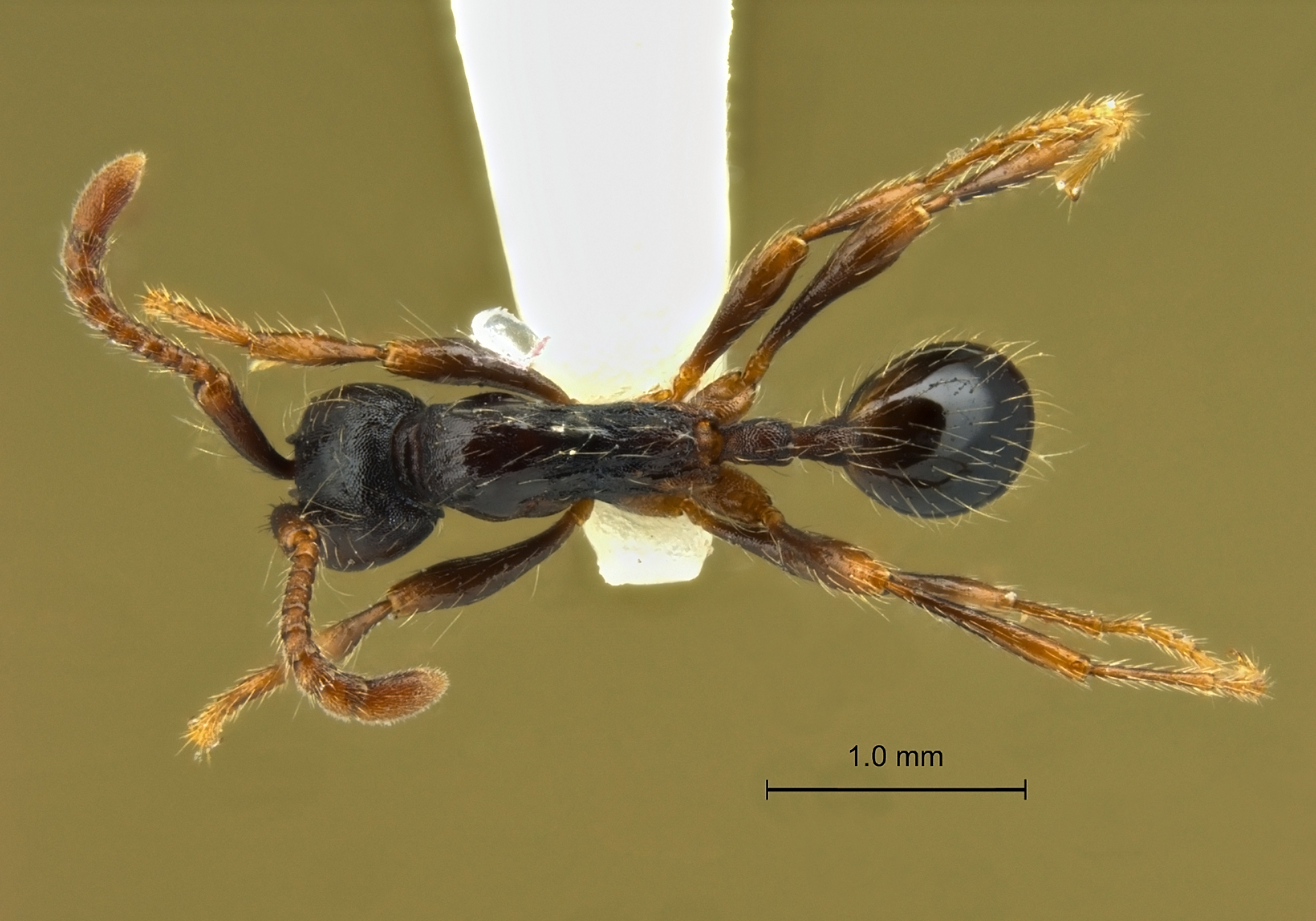 Aenictus sulawesiensis dorsal