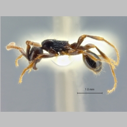 Aenictus sulawesiensis Jaitrong & Wiwatwitaya, 2013 lateral