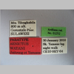 Aenictus wayani Jaitrong & Yamane, 2013 label