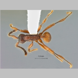 Aenictus yamanei Wiwatwitaya & Jaitrong, 2013 dorsal
