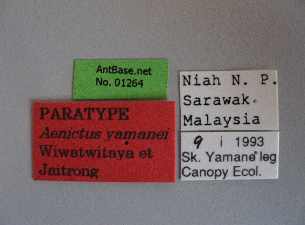 Aenictus yamanei label