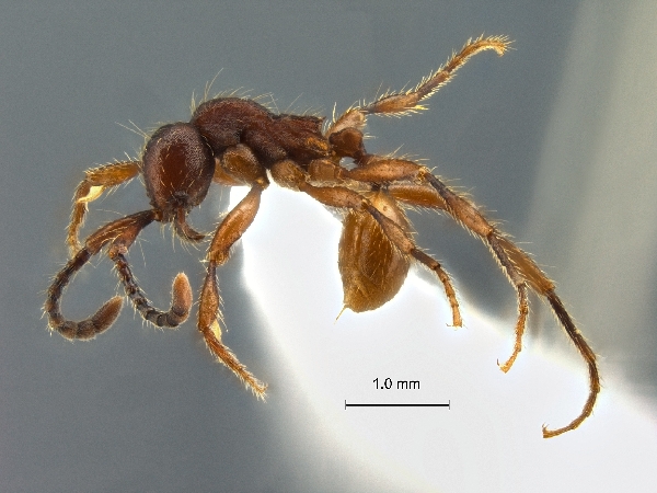 Aenictus yamanei lateral