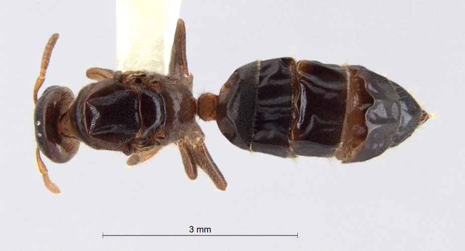 Cladomyrma scopulosa queen dorsal