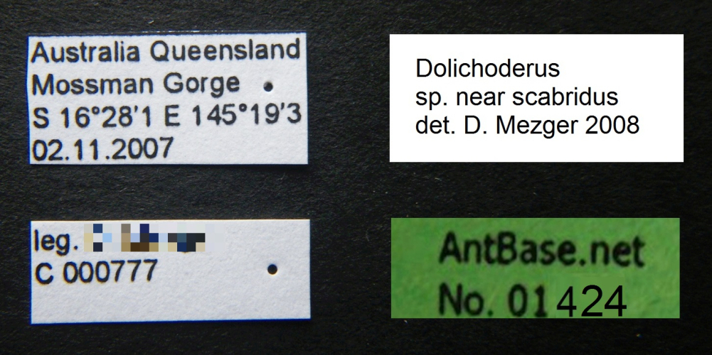 Dolichoderus sp. label