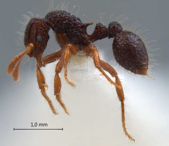  Lordomyrma sp. lateral