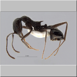 Aphaenogaster spinosa Emery, 1878