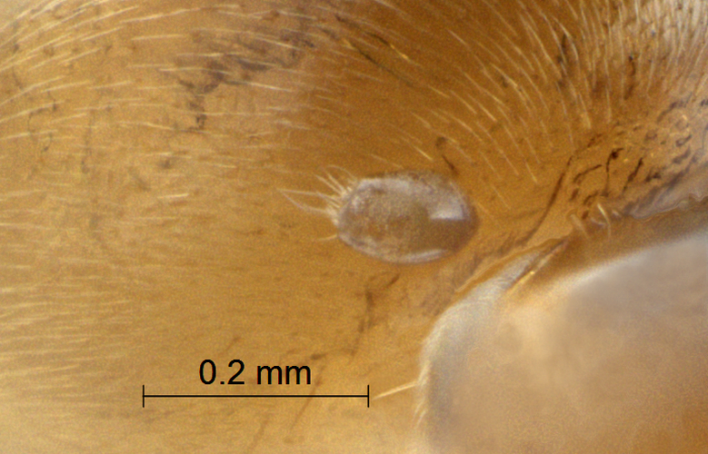  Mite on the thorax of Lasius brunneus
