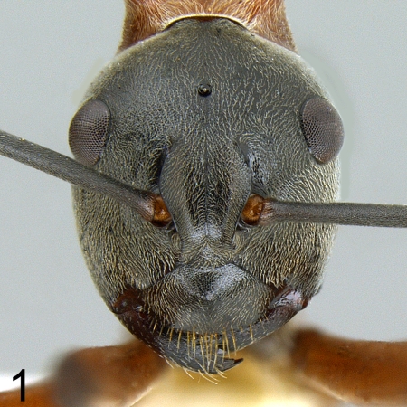 Polyrhachis bellicosa worker frontal